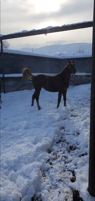 Лошадь жеребенок тай