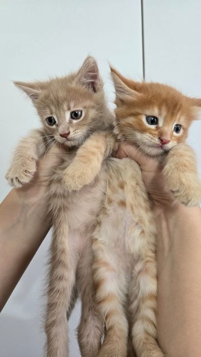 Продаю котят Мейн куна