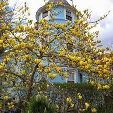 Magnolia Yellow River