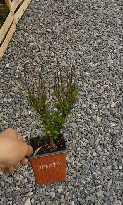 Барбарис более 30сортов