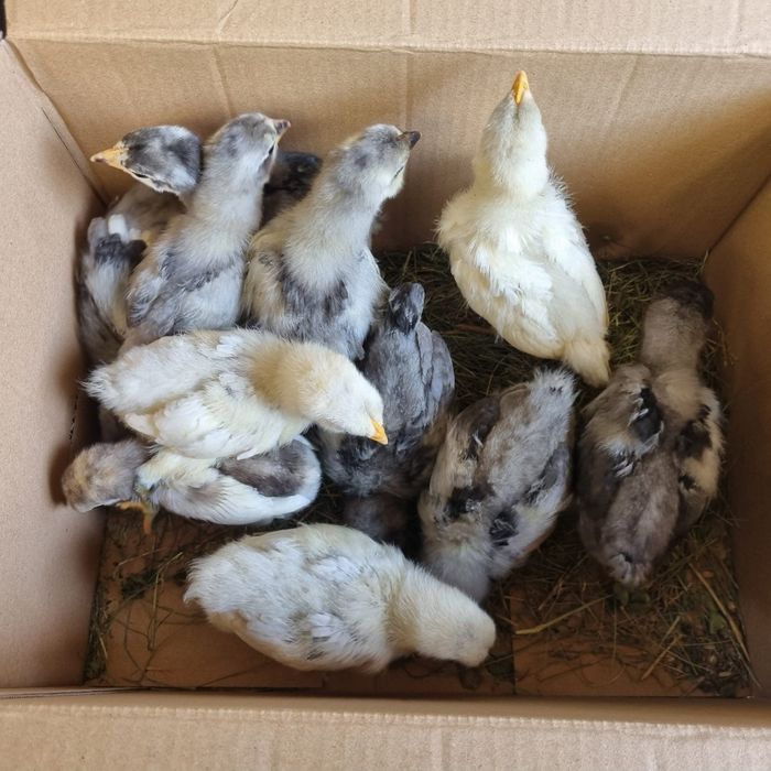 Pui de găină australorp
