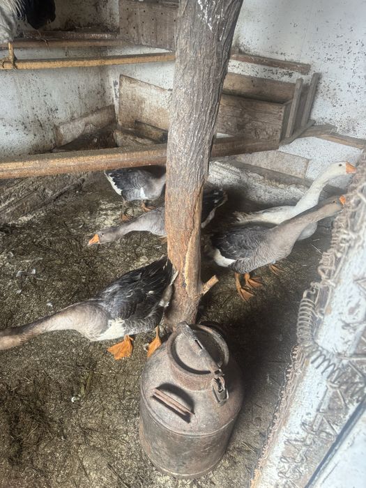 Продам гусей        .