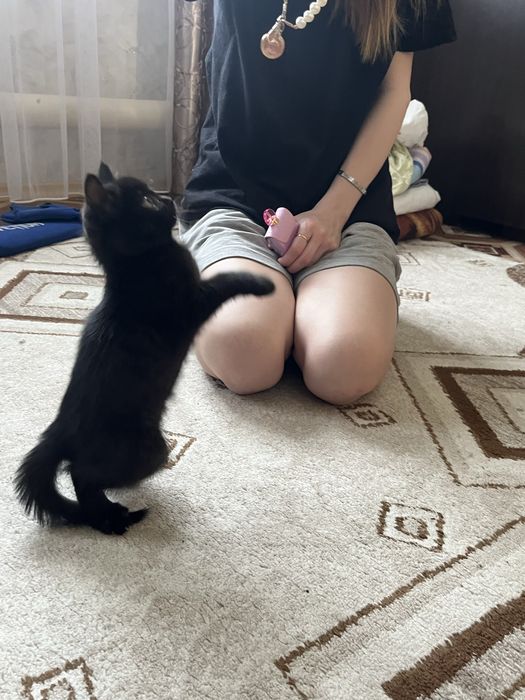 Котенок(девочка)