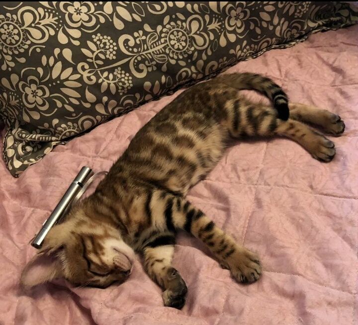 Бенгальские красивые котятки