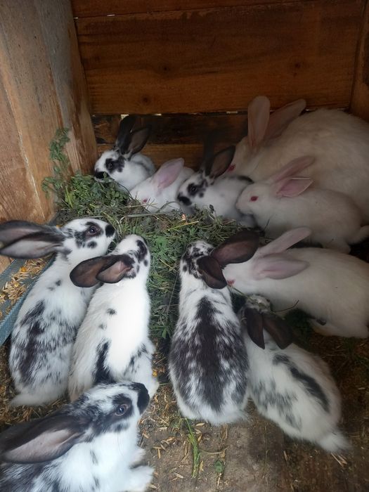 Iepurași drăgalași