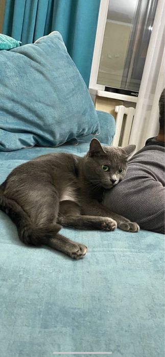 Пропала кошка Муся