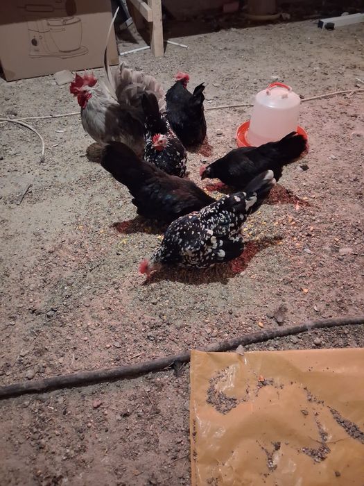 Gaini chabo pitic  7+1 2025