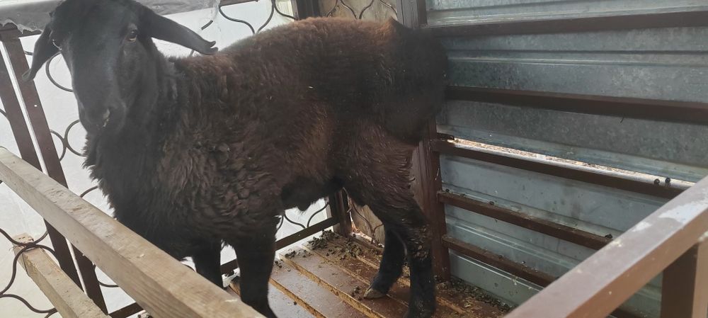 Қой сатамын семіз