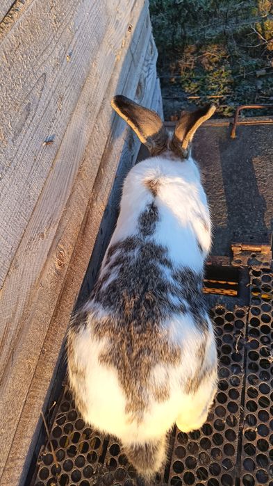 Iepuroi fluture german