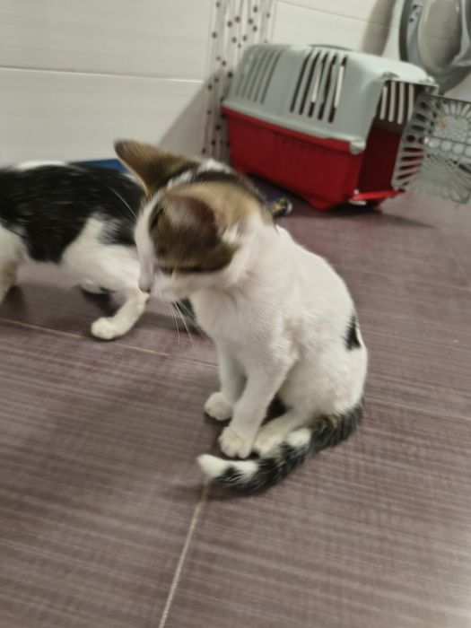 Adopție pisici abandonate