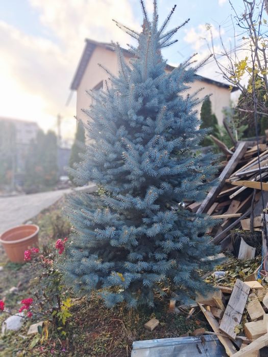 Vând brazi argiti brazi verzi