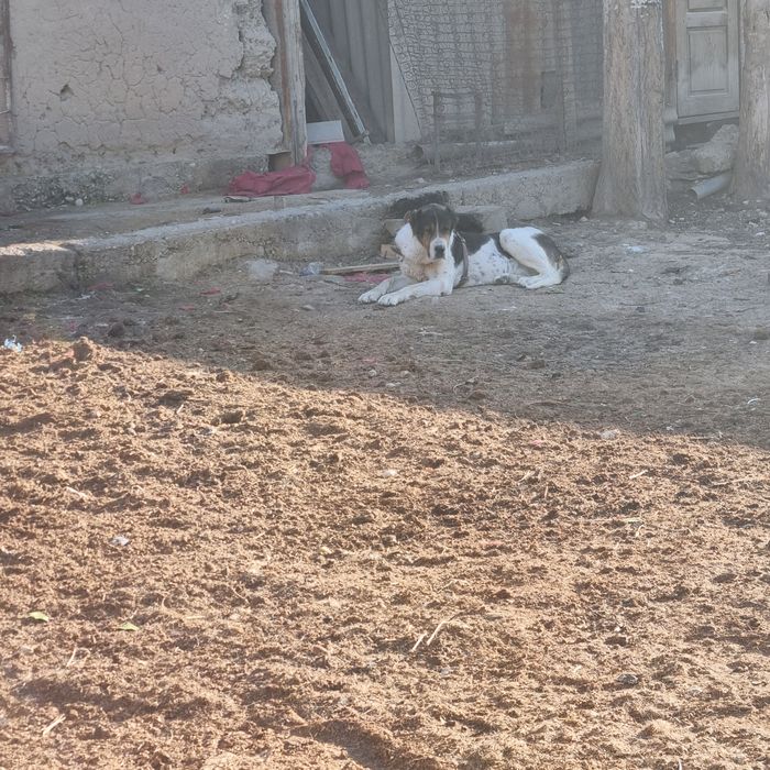 Тобет 4 айлык сатылады