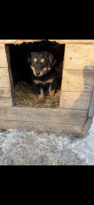 Отдам в хорошие руки