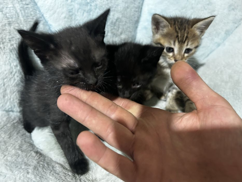 Отдам котят мышеловов