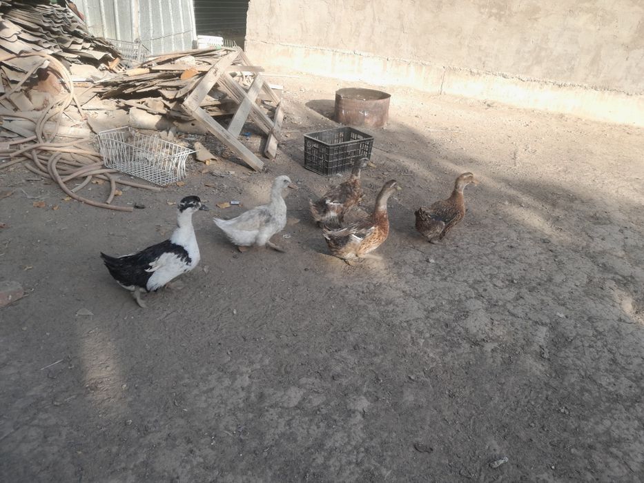 Продам курей гусей уток