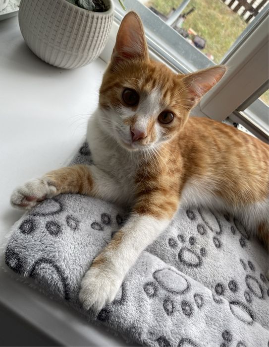 Котенок в добрые руки!