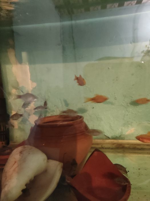 Огненный и алый барбус