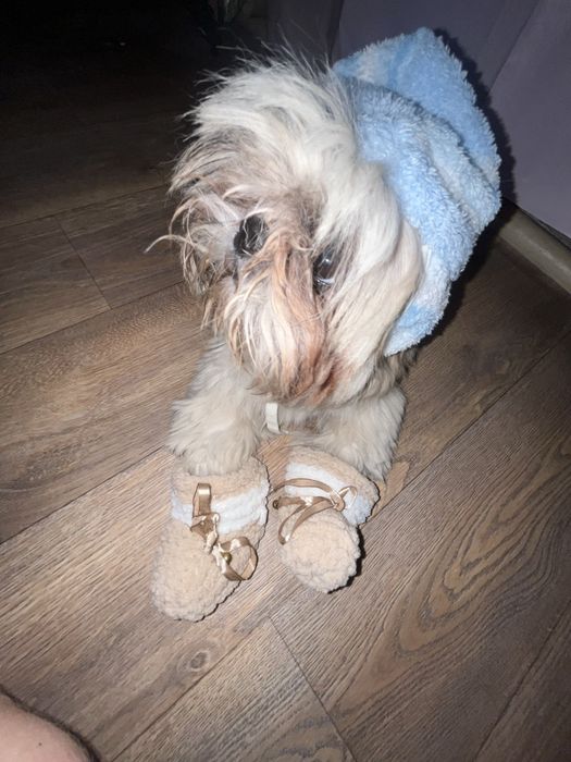 ши-тцу вязка, девочка