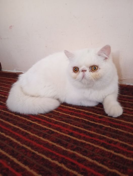 Эгзотик тоза 6ойлик Киз бола