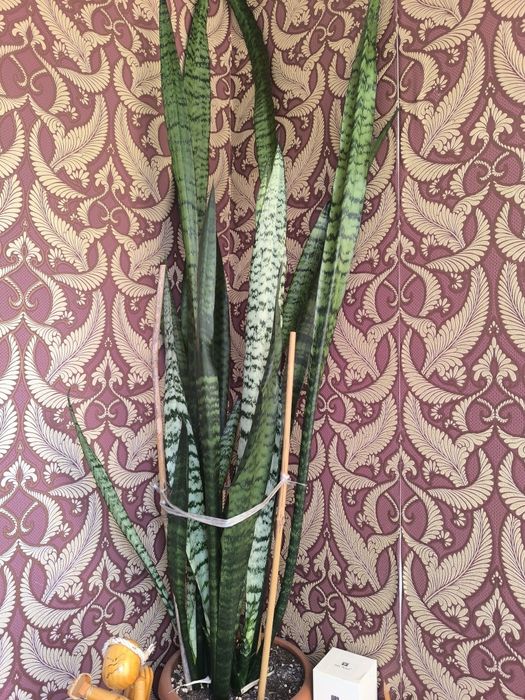 Продам комнатные растения.