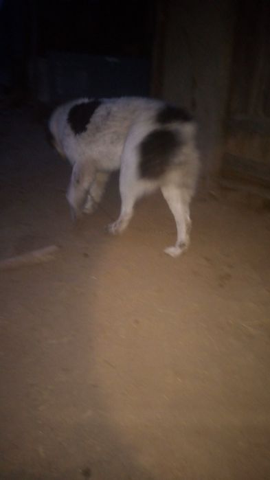 Schimb cățea Ciobanesc de 10 luni