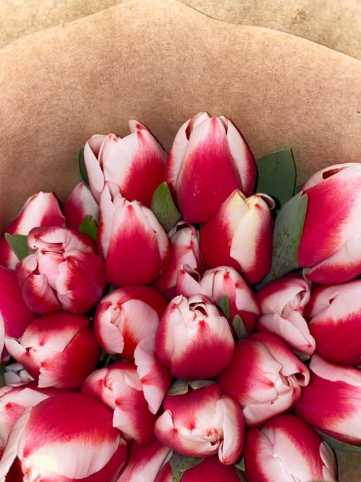 Тюлпаны  оптом оптом