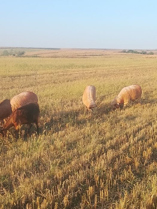 Capre oi iezi de vanzare