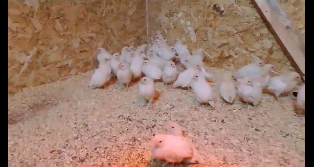 Цыплята Леггорн Стандарт