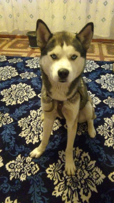 Вязка кабель хаска