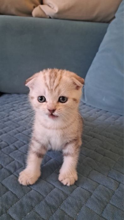 Продам котят скотиш фолт