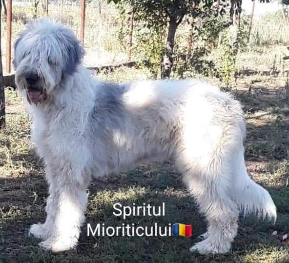 Ciobanesc  Romanesc Mioritic