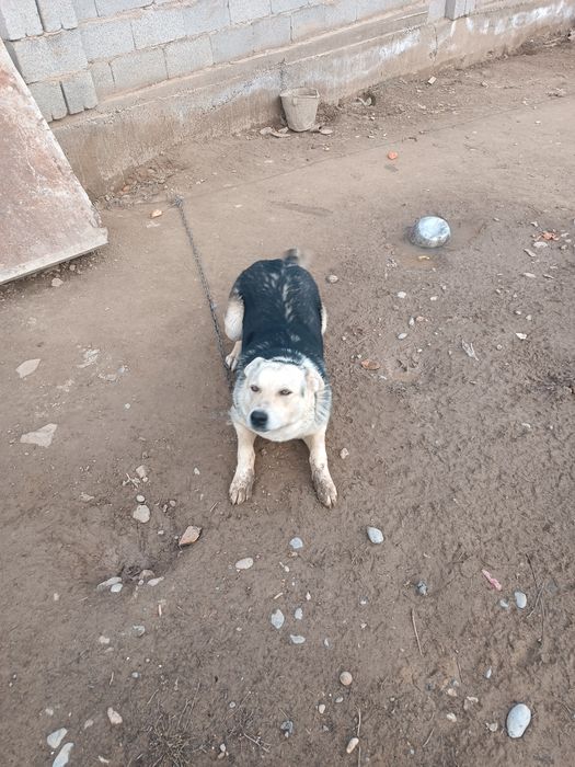 Күшік сатылады бір жасар