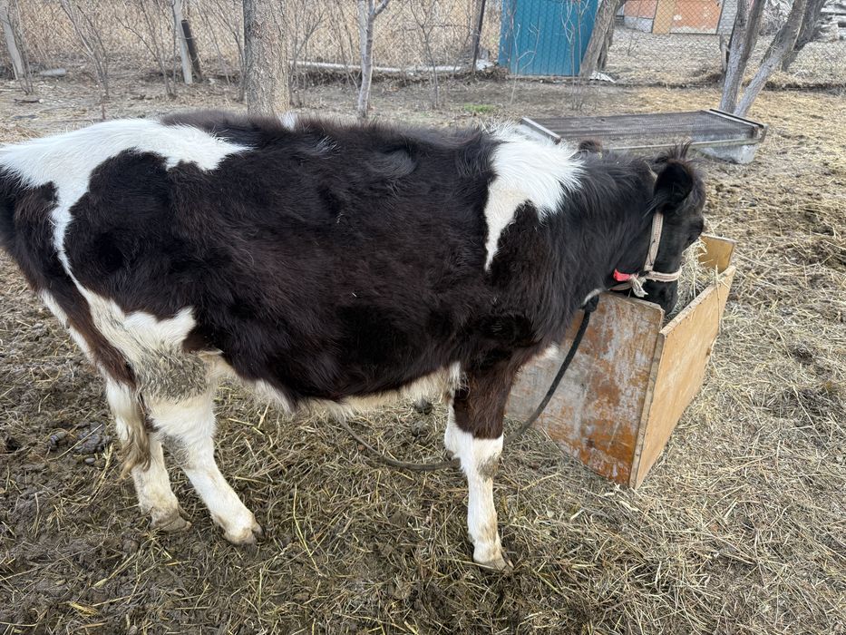 Тез арада тана сатылады бағасы 350000