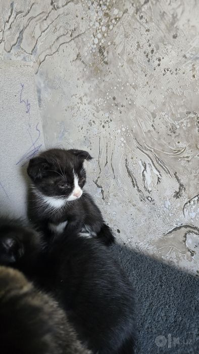 Котята  отдам в хорошые и заботливый  руки