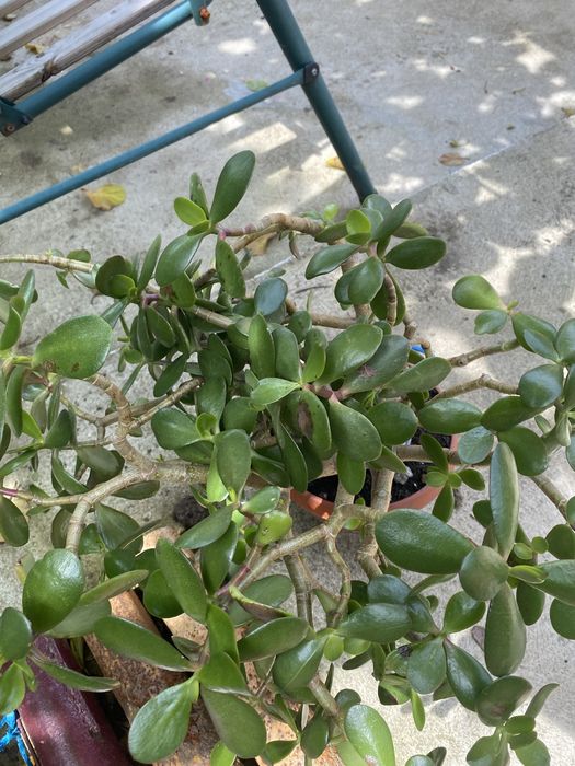 Floare de interior foarte mare de ornament foarte sanatoasa si nu necesita multa atentie este foarte frumoasa pentru decorat casa sau cladiri
