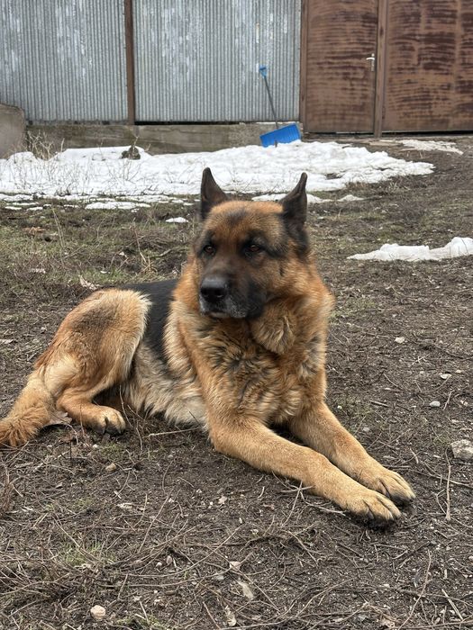 Немецкая овчарка