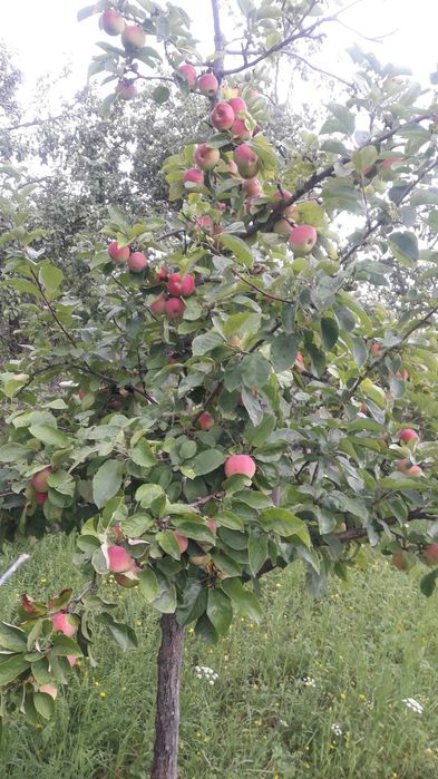 Vand Prune Tuica si Mere de Vara