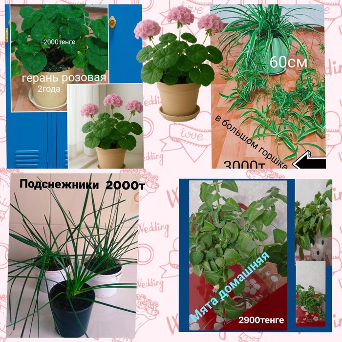 Комнатные ,красивые домашние цветы