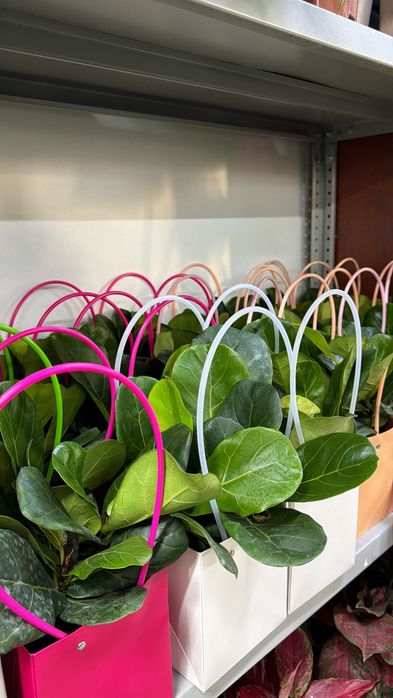 Недорогие цветы к празднику