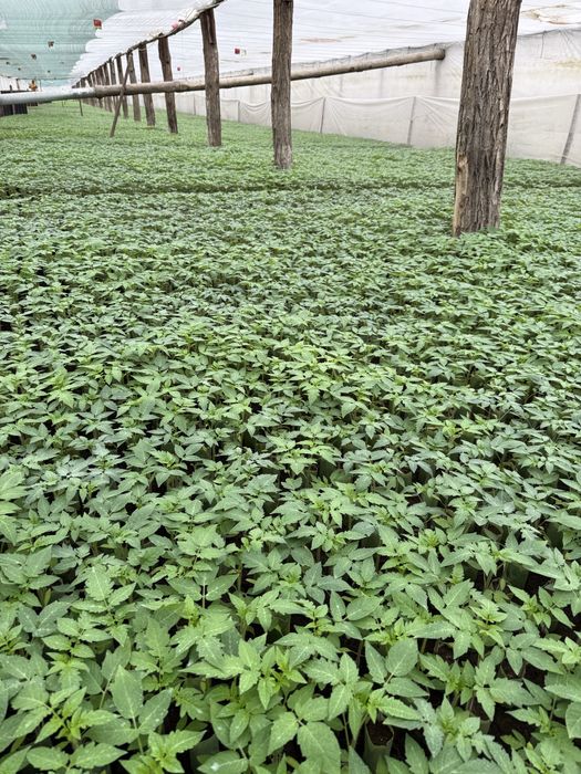 Vindem rasaduri legume (rosii, ardei, castraveti, vanata)