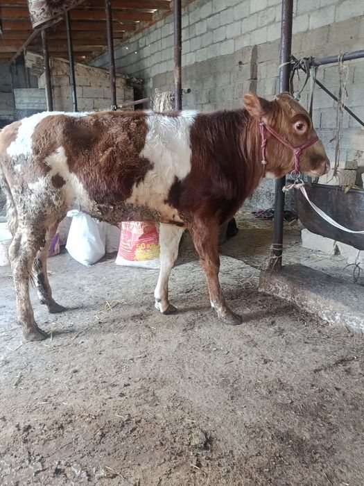 Буқа сатылады аа