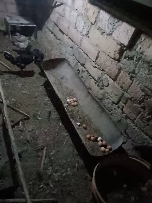 Тауық сатылады..