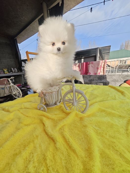 Щенки цверг шпица