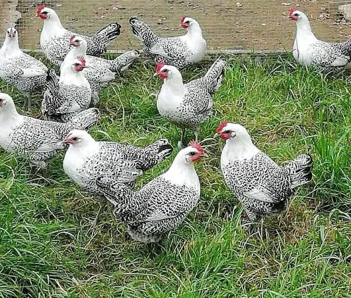 Брезе 4 цвята -Синьо ,бяло златна сьомга и сребърно-свободни яйца  кра