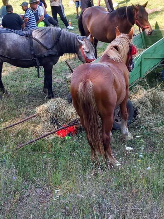 Vind o iapa un cal și un minz