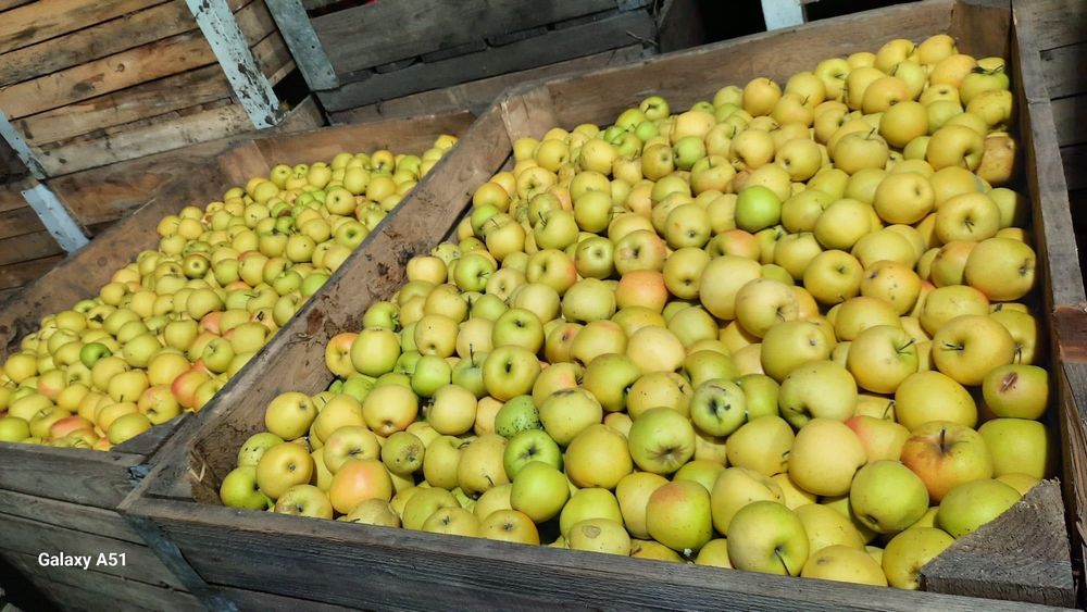 Vând mere calitatea întâi golden, idared