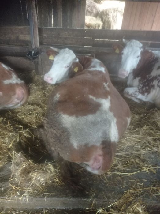 Vaca gestanta la prima fatare