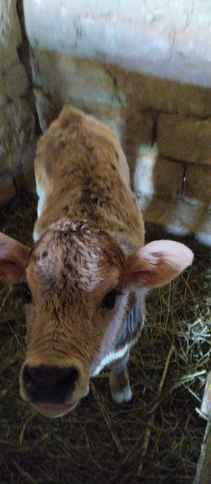 Телёнок продается