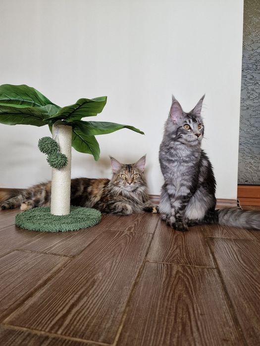 Драскалка за котки палма MP11