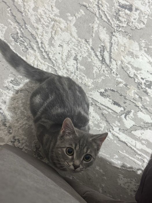 Кот скоттиш страйт